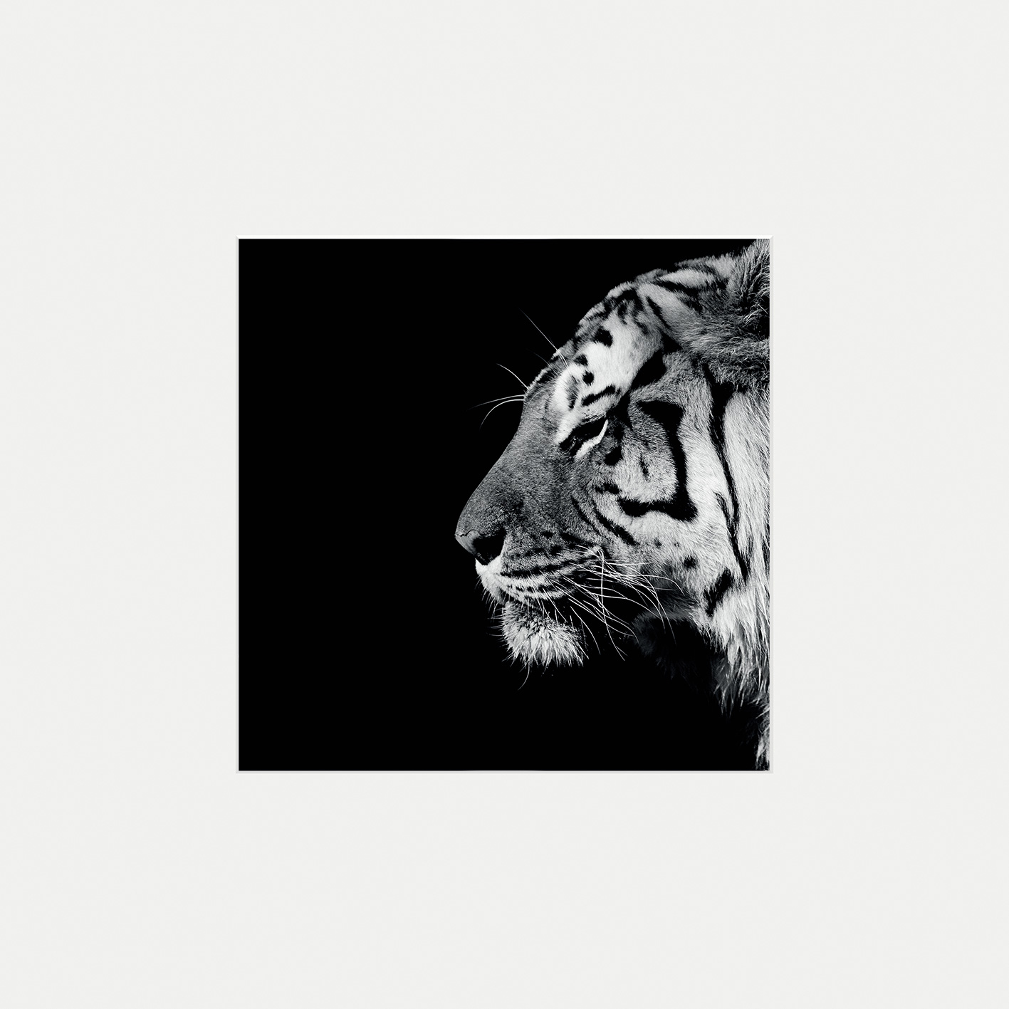 Nicolas Evariste (Panthera Tigris) Mounted Print