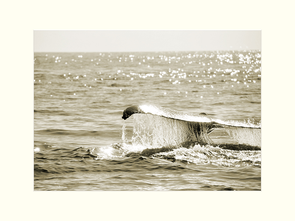 Heather Johnston (Sepia Whale) Mounted Prints