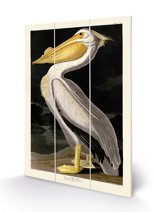 John James Audubon (American White Pelican) Wood Prints