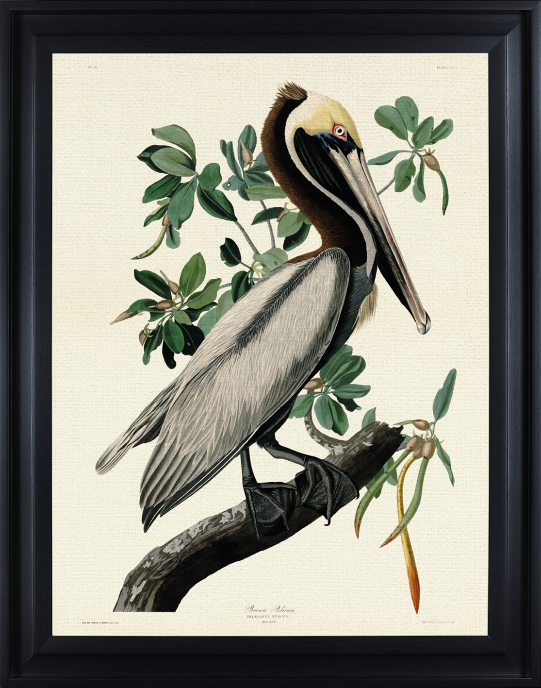 John James Audubon (Brown Pelican) Framed Canvas Prints