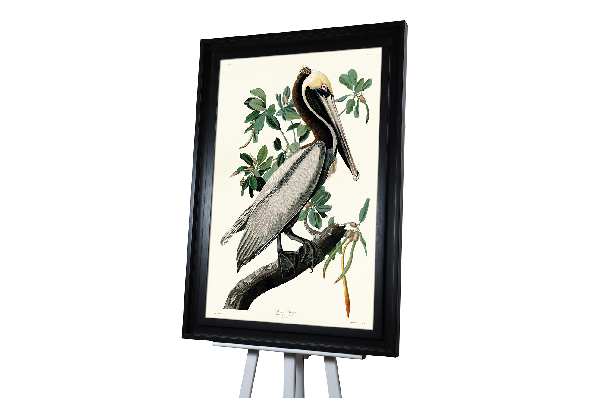 John James Audubon (Brown Pelican) Pre-Framed Art Print