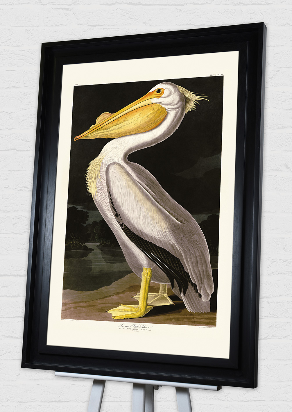 John James Audubon (American White Pelican) Pre-Framed Art Print