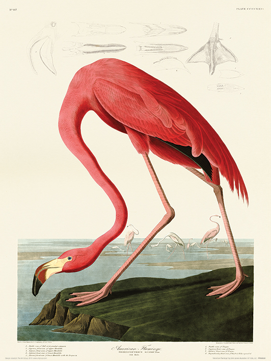 John James Audubon (American Flamingo) Art Prints