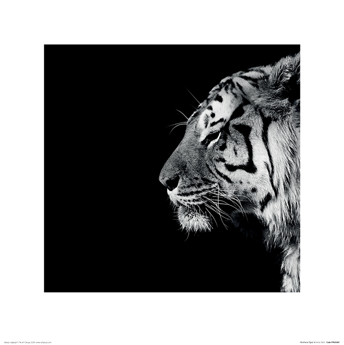 Nicolas Evariste (Panthera Tigris) Art Prints