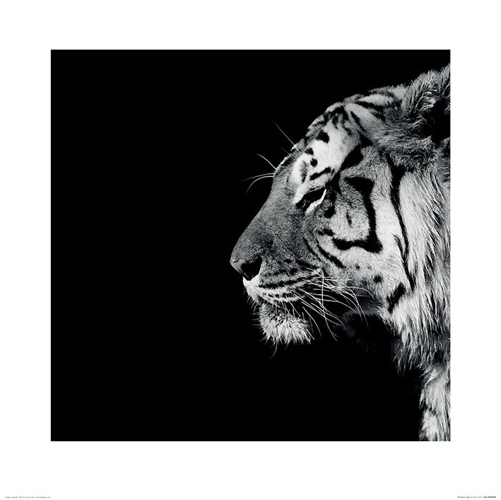 Nicolas Evariste (Panthera Tigris) Art Prints