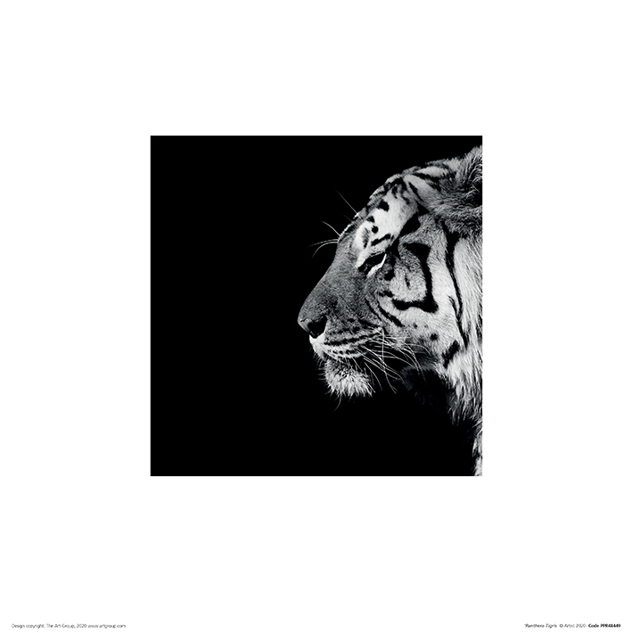 Nicolas Evariste (Panthera Tigris) Art Prints