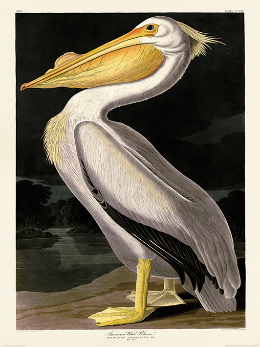 John James Audubon (American White Pelican) Art Prints