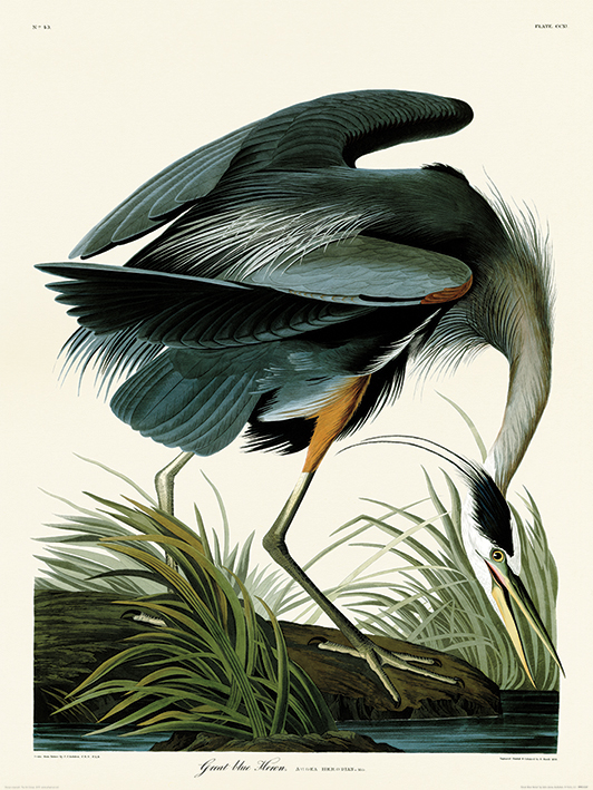 John James Audubon (Great Blue Heron) Art Print The Art Group