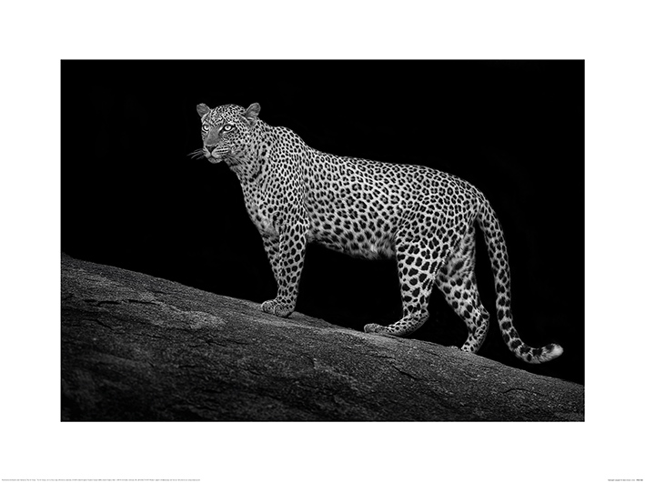 Mario Moreno (Serengeti Leopard) Art Print