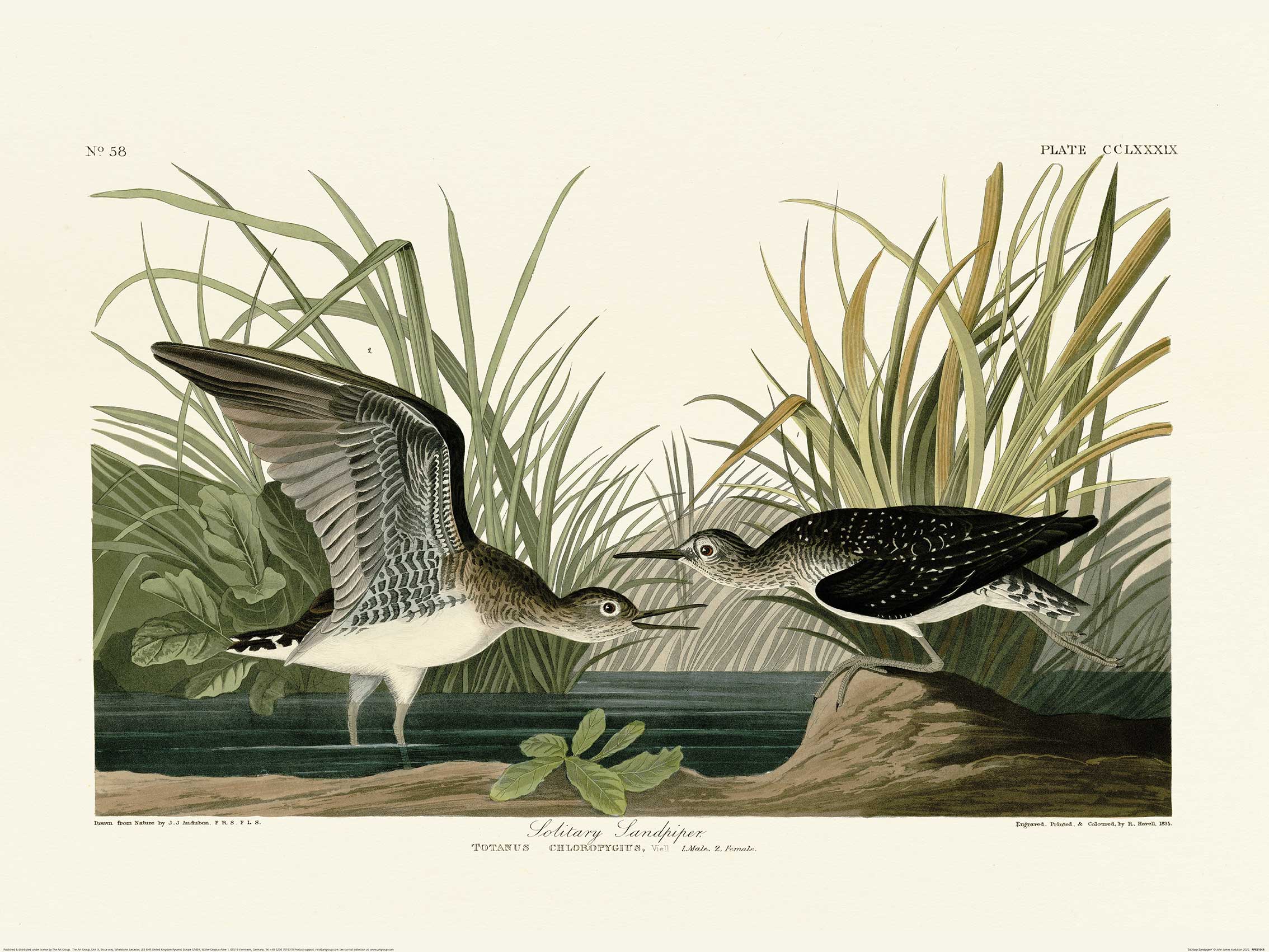 John James Audubon (Solitary Sandpiper) Art Prints