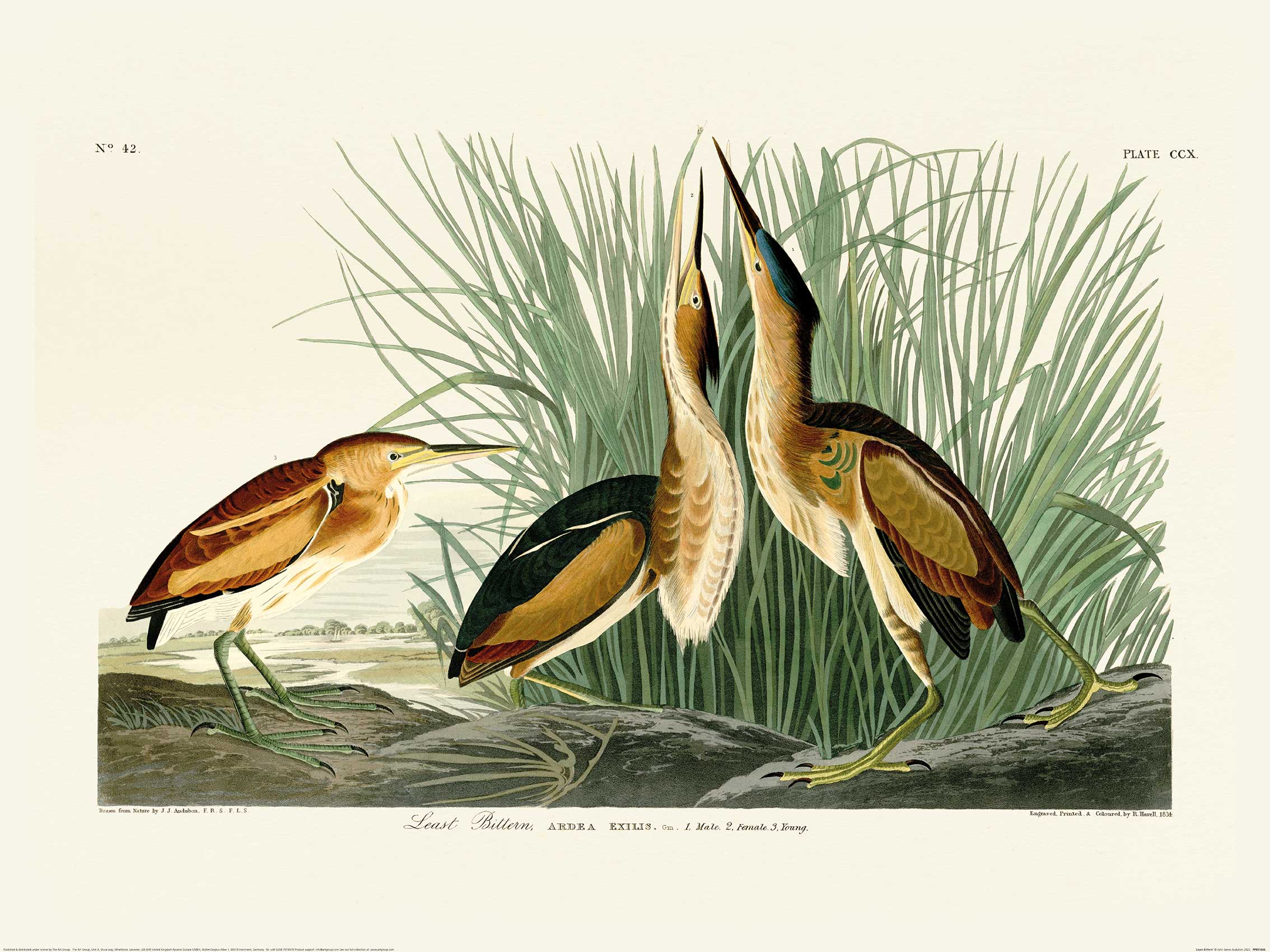 John James Audubon (Least Bittern) Art Print