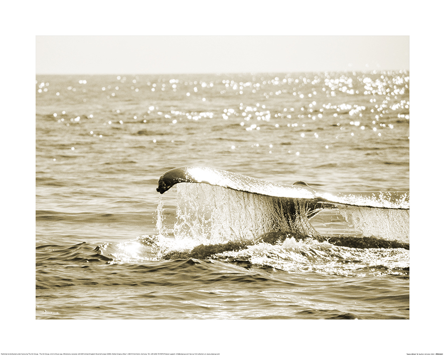 Heather Johnston (Sepia Whale) Art Prints