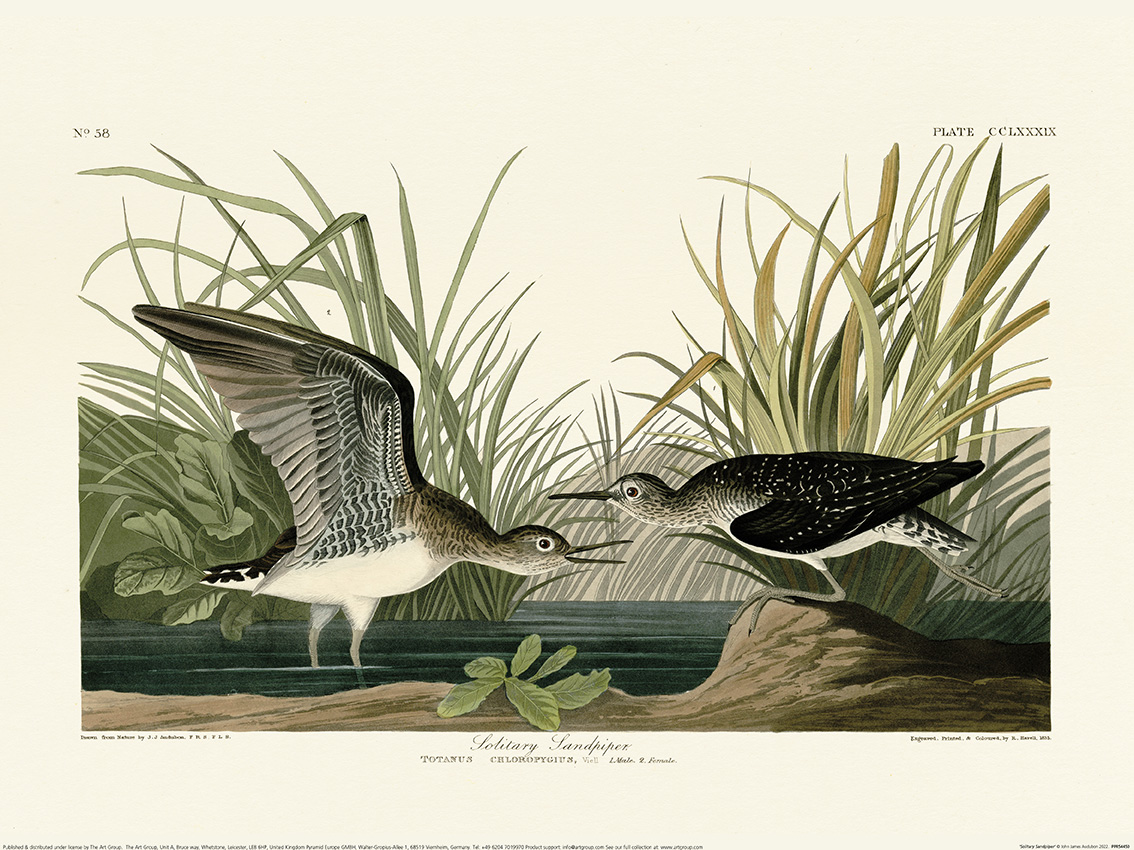 John James Audubon (Solitary Sandpiper) Art Print