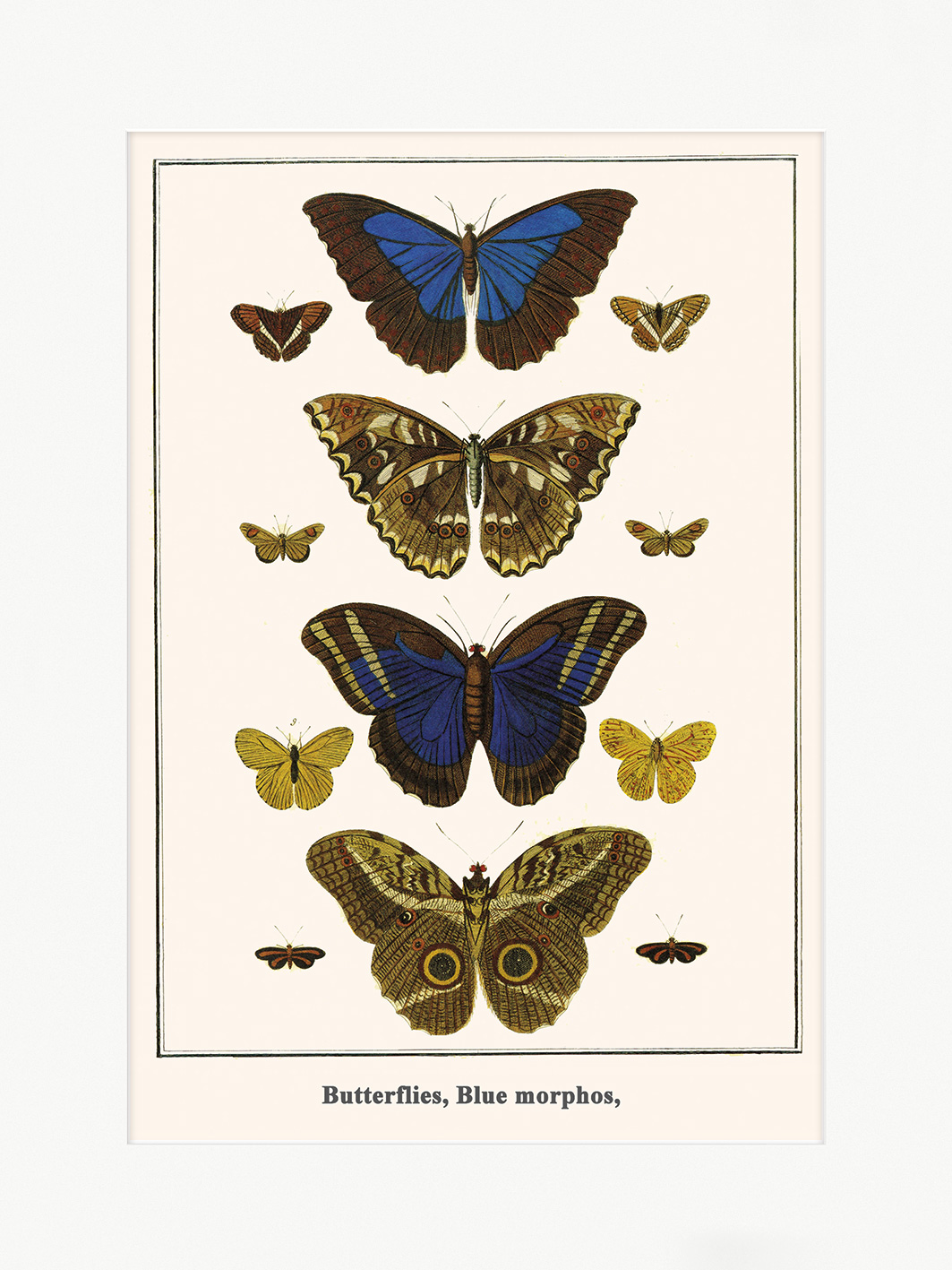 Albertus Seba (Butterflies, Blue Morphos) Art Prints