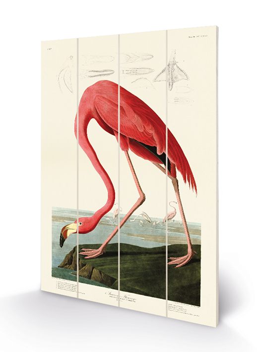 John James Audubon (American Flamingo) Wood Prints