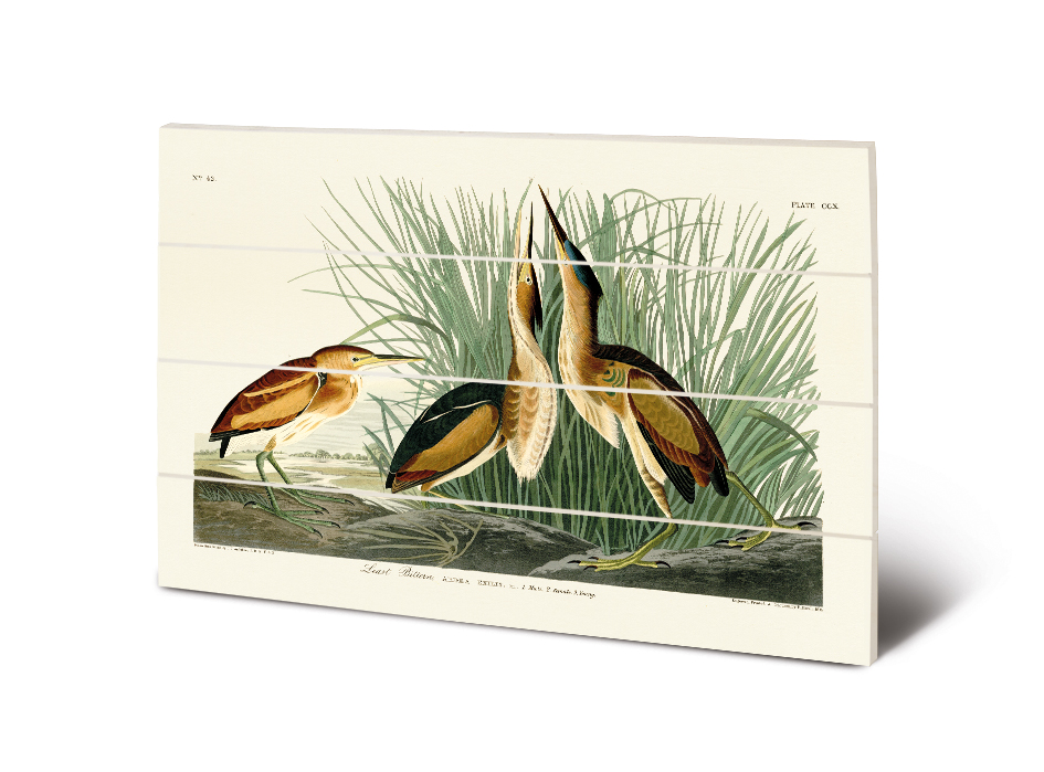 John James Audubon (Least Bittern) Wood Prints