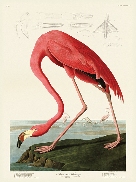 John James Audubon (American Flamingo) Canvas Prints