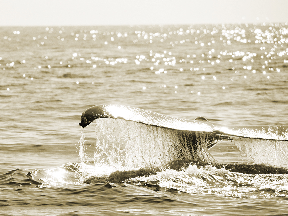 Heather Johnston (Sepia Whale) Canvas Prints