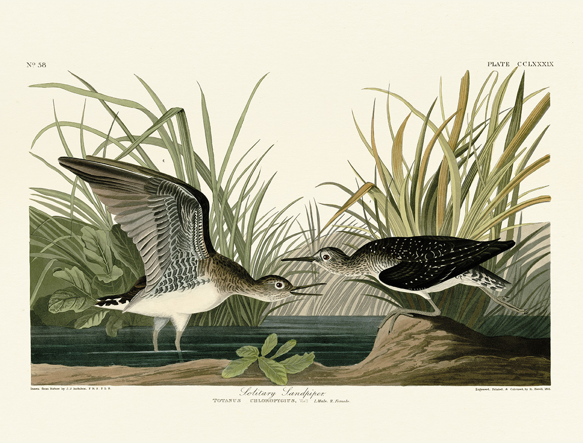 John James Audubon (Solitary Sandpiper) Canvas Prints