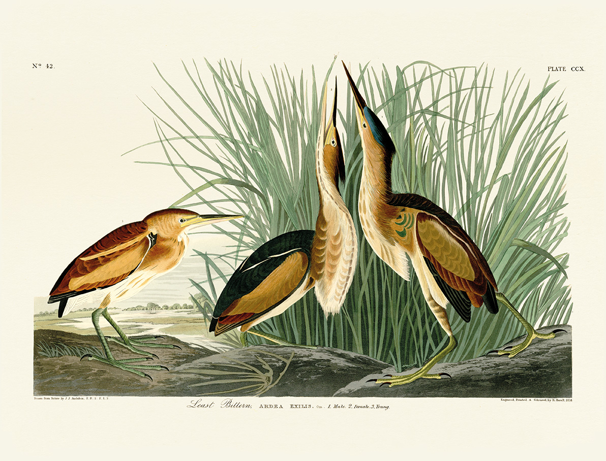 John James Audubon (Least Bittern) Canvas Prints