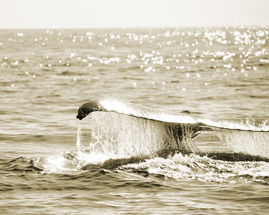 Heather Johnston (Sepia Whale) Canvas Prints