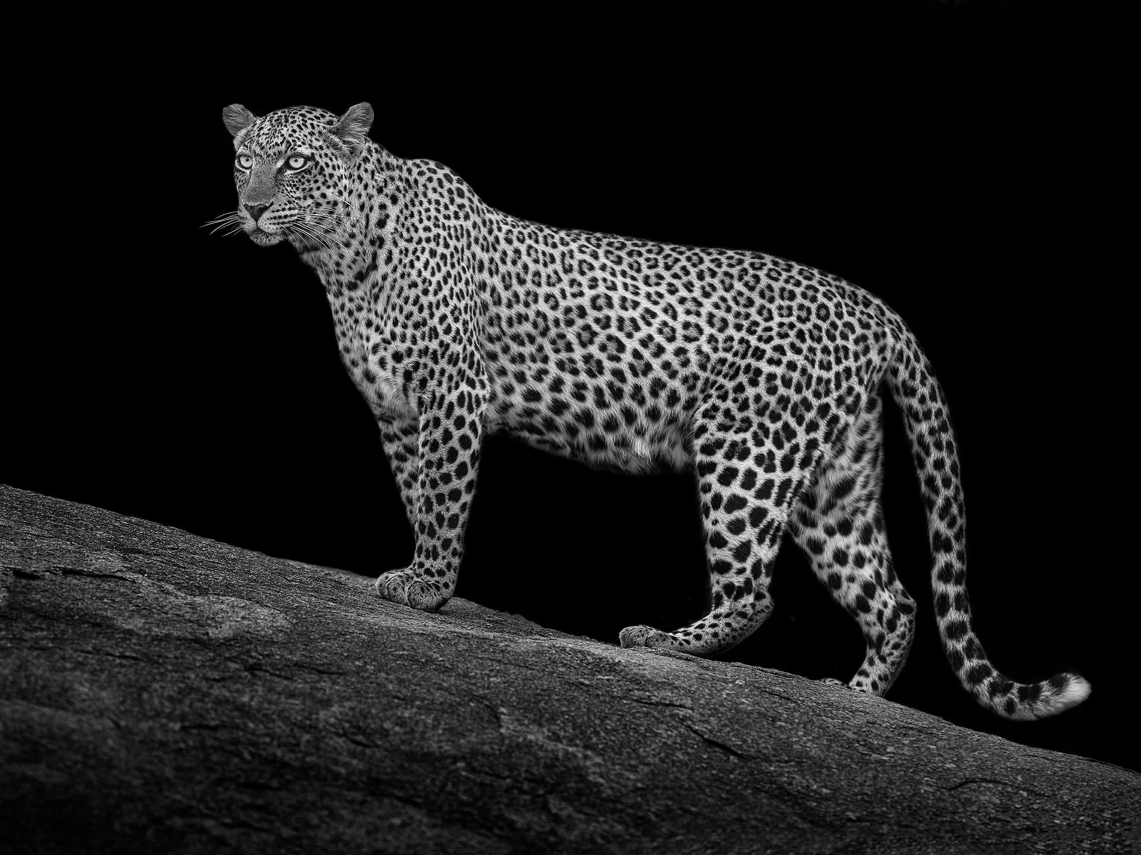 Mario Moreno (Serengeti Leopard) Canvas Prints