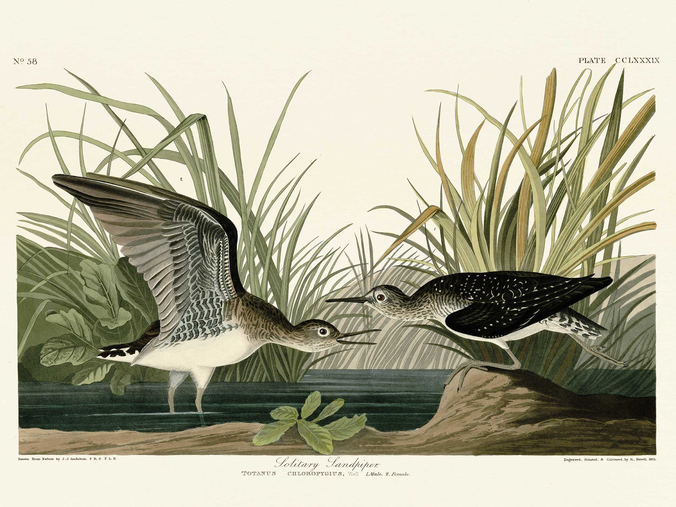 John James Audubon (Solitary Sandpiper) Canvas Prints