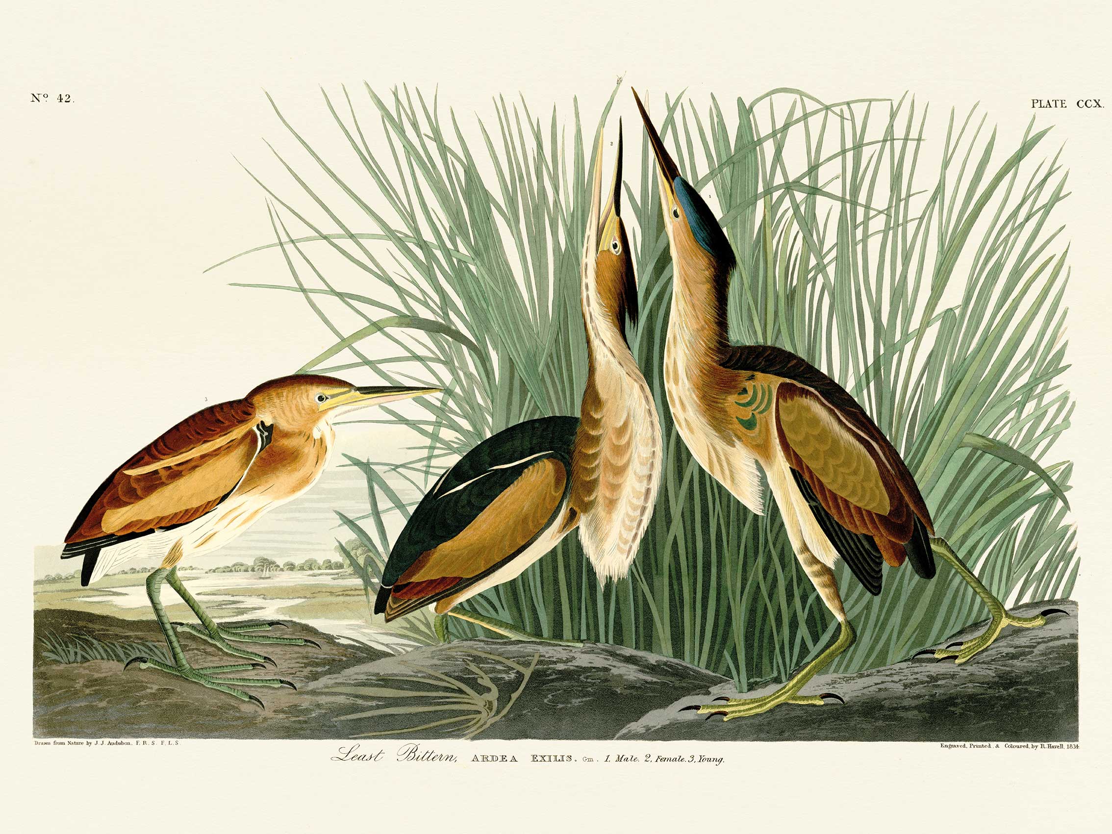 John James Audubon (Least Bittern) Canvas Prints